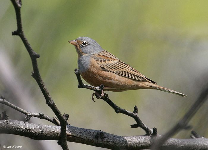     Cretzschmar's Bunting  Emberiza caesia            , 2009.: 